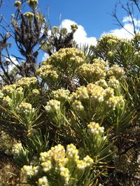 Close-up of flowering plant