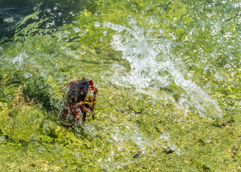 High angle view of crab on rocks by sea