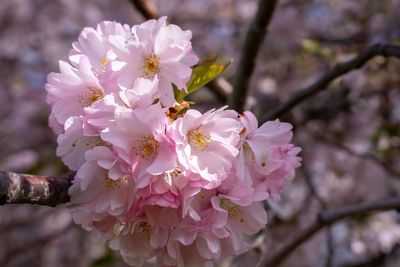 Close-up of pink cherry blossom