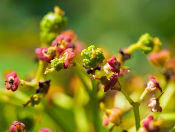 Close-up of red berries on plant