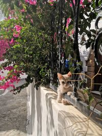 Cat sitting in a flower