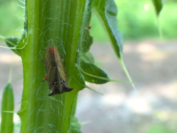 Close-up of insect on leaf