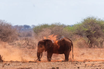 Elephant in a field