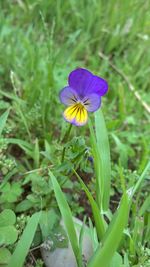 Close-up of purple flowers