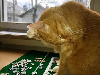 Close-up of ginger cat at home