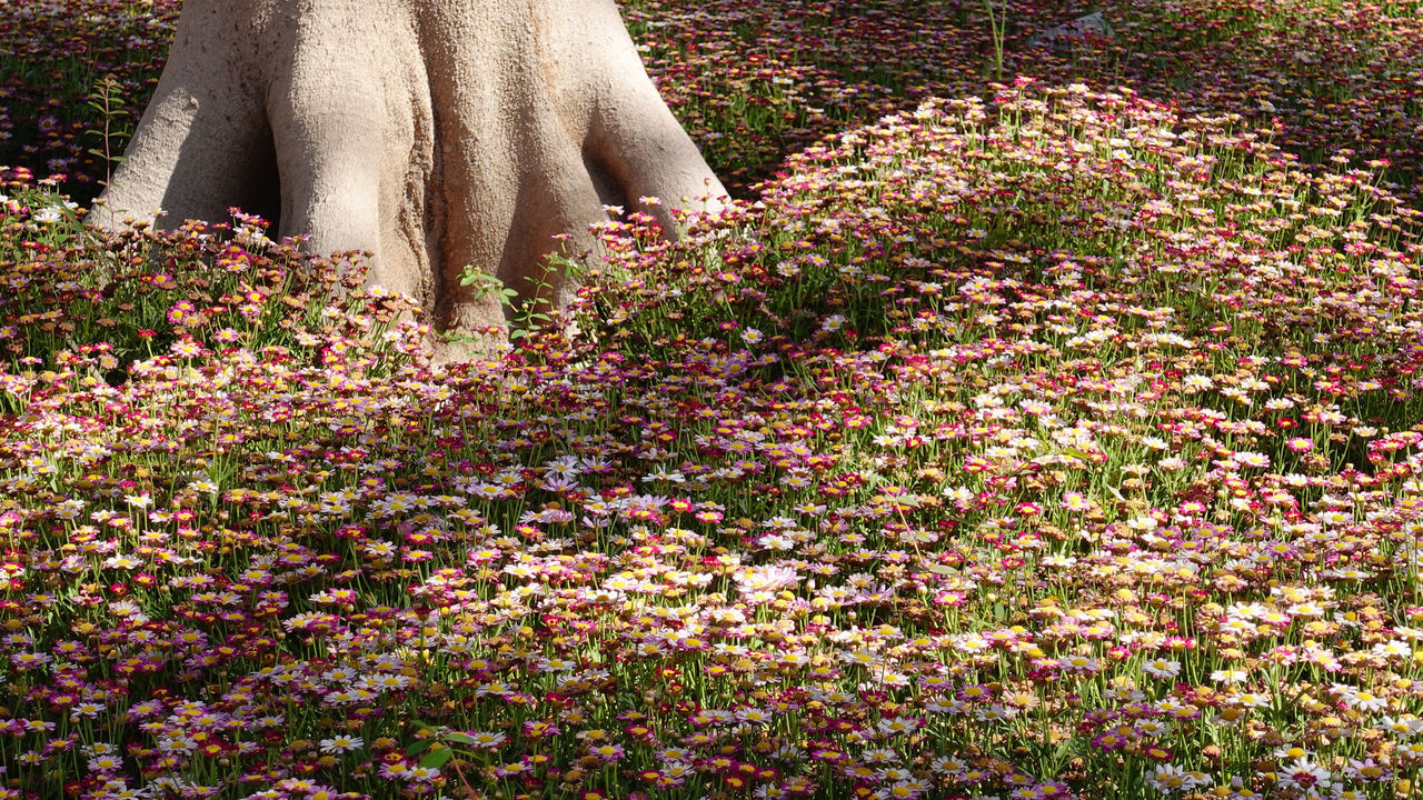 LOW SECTION OF PERSON STANDING ON FIELD