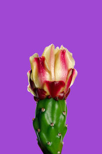 Close-up of apple against pink background