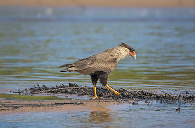 Southern crested caracara patrolling a sandbar in the pantanal in pantanal national park in brazil