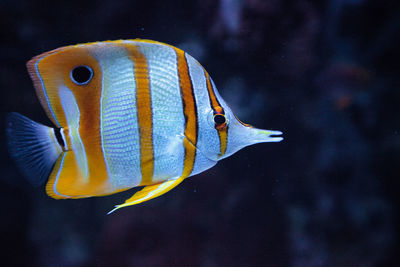 Close-up of fish swimming in aquarium