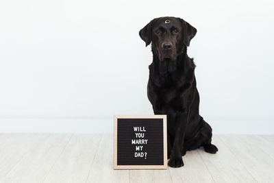 Portrait of black dog sitting on floor