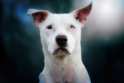 Close-up portrait of white dog