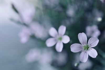 Close-up of purple flowers