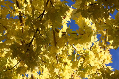 Low angle view of tree against blue sky