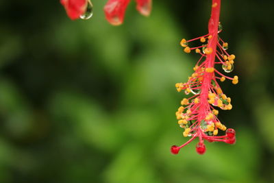 Close-up of red flower hanging on tree