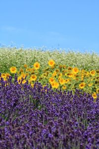 Close-up of purple flowers blooming on field against blue sky