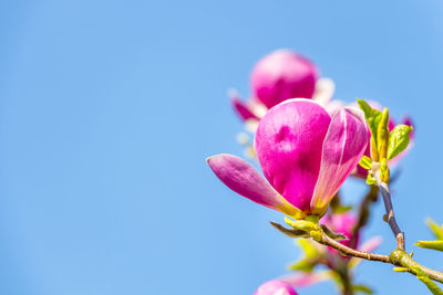 Low angle view of pink flowers blooming against clear sky