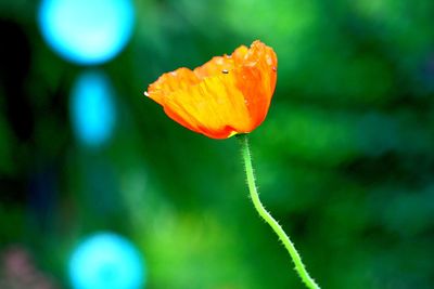 Close-up of orange flowering plant
