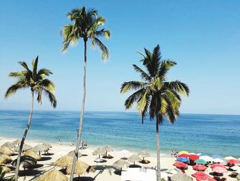 Palm trees on beach against clear blue sky