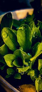 Close-up of green leaves