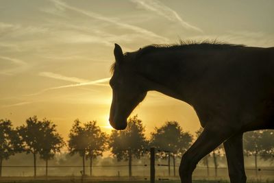 Close-up of horse against sky at sunset