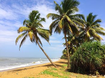 Palm trees on beach against sky