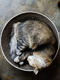 High angle view of cat sleeping