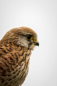Close-up of eagle against white background