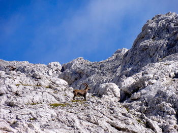 Goat standing on rock