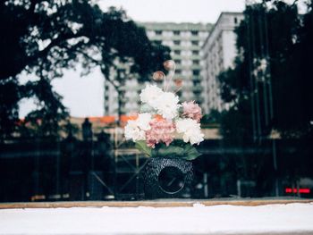 Flowers blooming in park