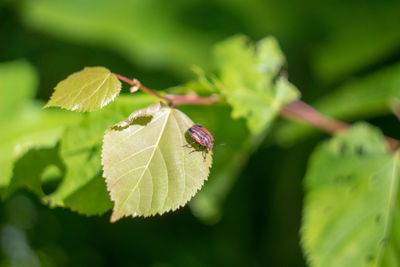 Close-up of insect on leaves