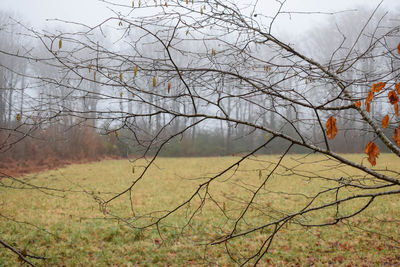 Bare trees on landscape against sky