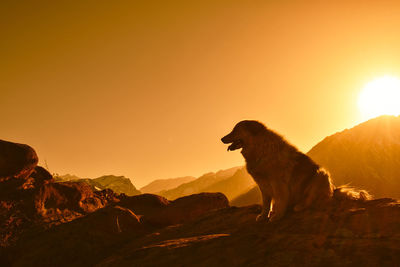 Low angle view of dog on mountain against sky