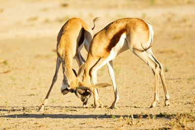 Springboks playing on grass