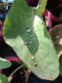 Close-up of insect on plant
