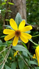 Close-up of yellow flower