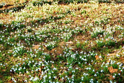 View of flowers growing in field