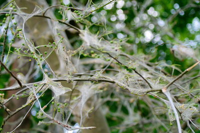 Close-up of leaves on tree