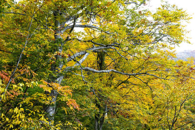 Trees in forest during autumn