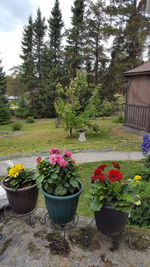 Potted plants in garden