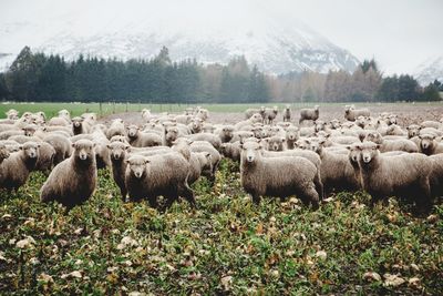 Flock of sheep on field