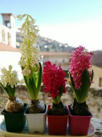 Close-up of flowers against plants