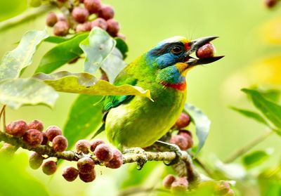 Close-up of bird perching on plant