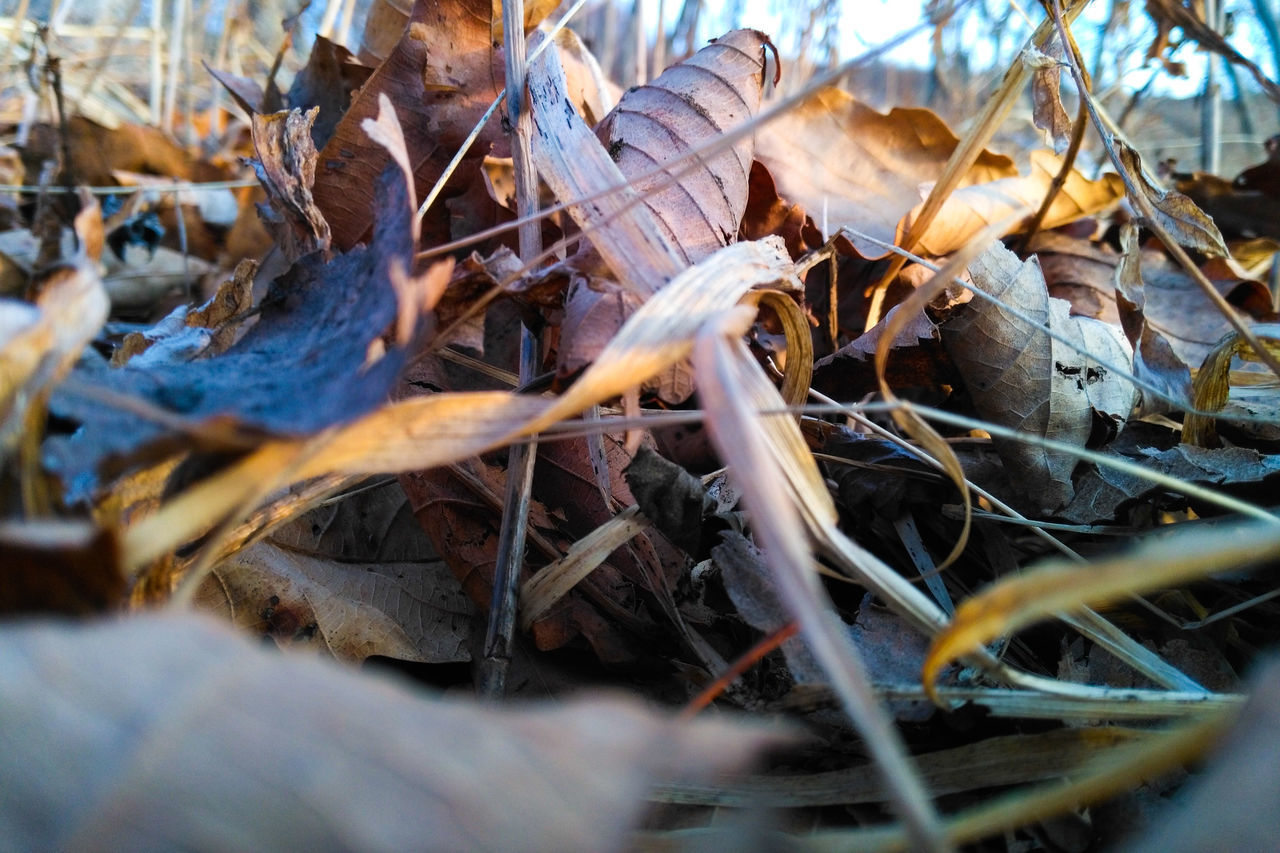 CLOSE-UP OF DRY LEAVES ON WOOD AT FIELD