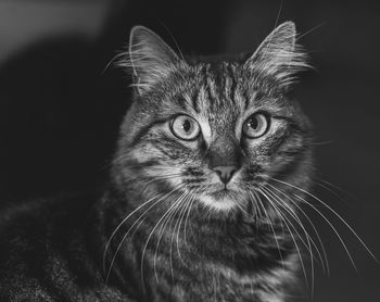 Close-up portrait of a cat