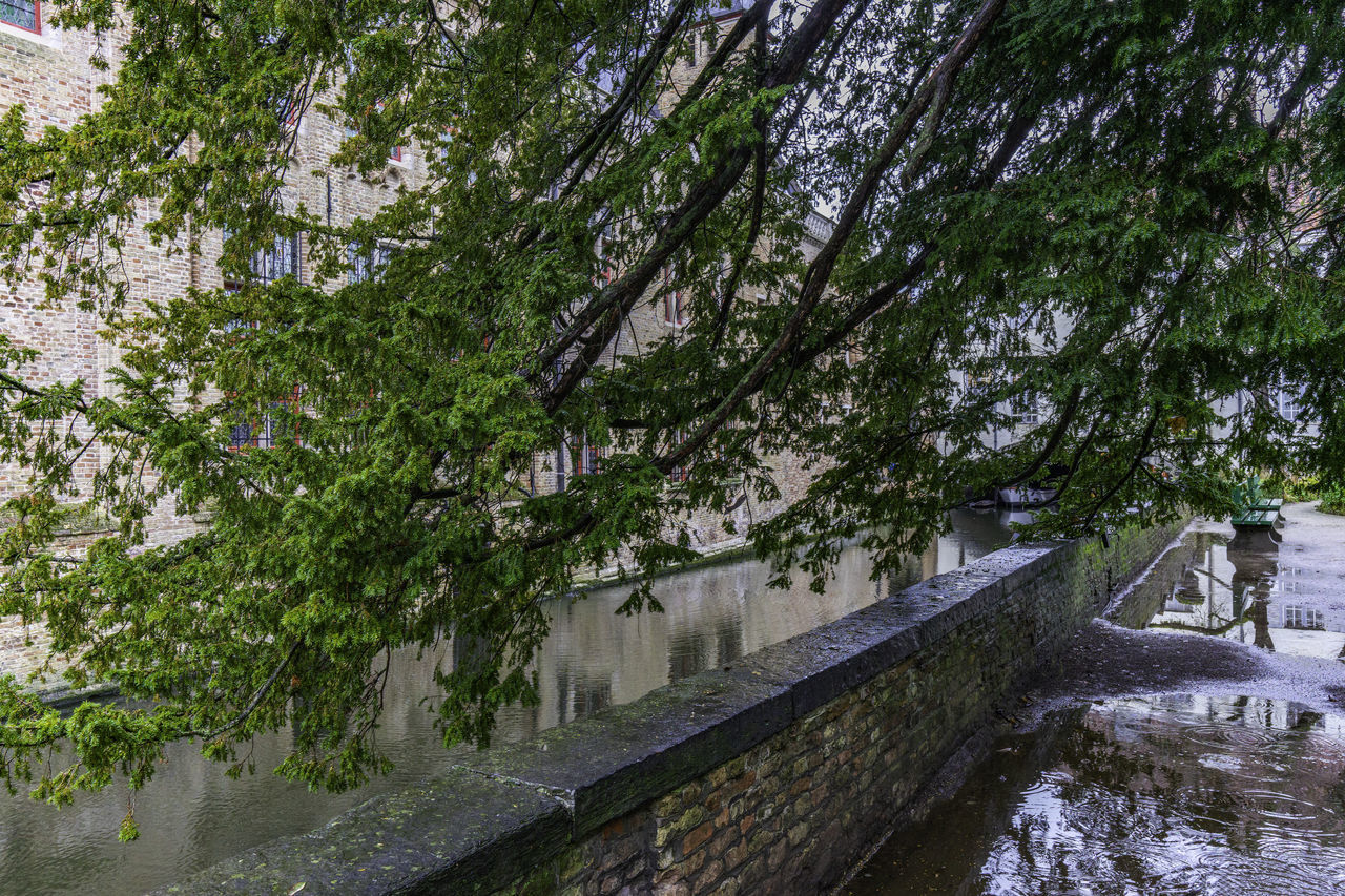 tree, plant, water, waterway, river, nature, architecture, growth, day, built structure, no people, beauty in nature, outdoors, flower, branch, green, tranquility, transportation, city