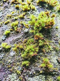 Close-up of lichen on moss