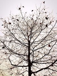 Birds flying against clear sky