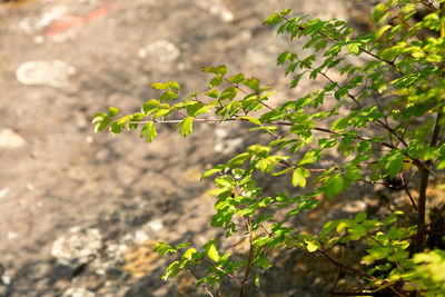 plant