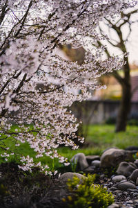 Close-up of cherry blossom tree