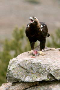 Close-up of eagle perching on rock